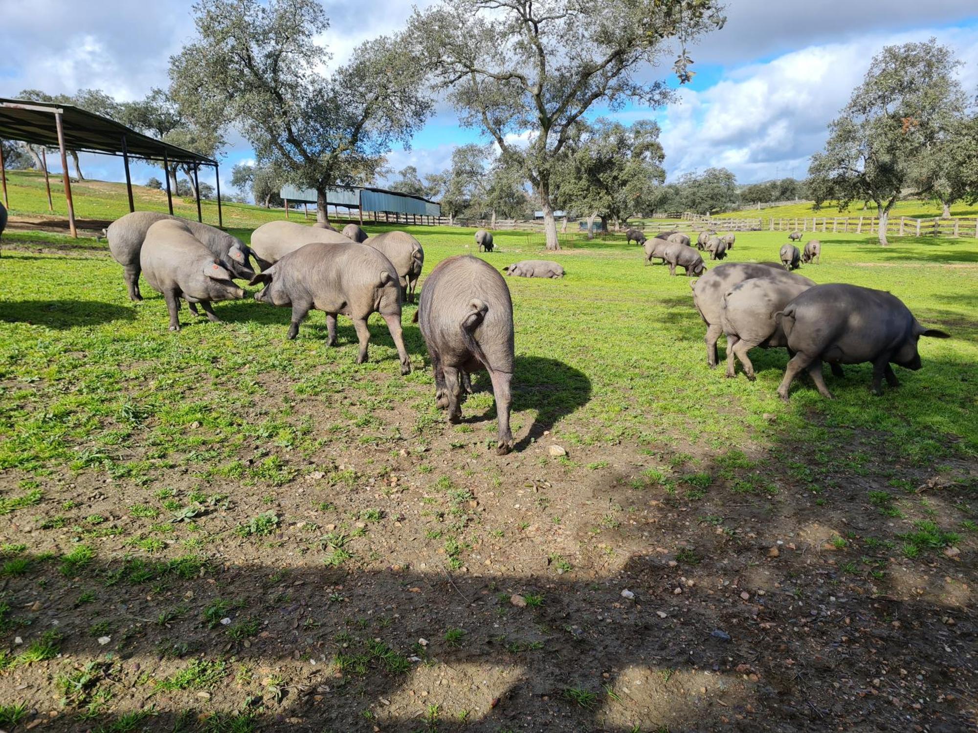 Alojamiento Rural Finca Barral El Garrobo Exterior photo